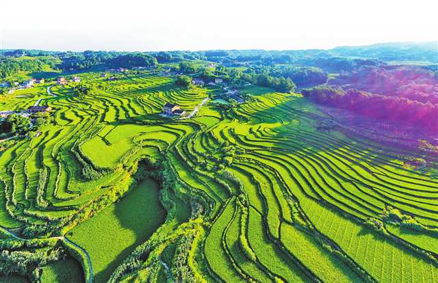 17c嫩草种子种植效果-亩产可达8吨